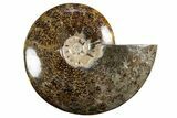 Polished Ammonite (Cleoniceras) Fossil - Madagascar #339199-1
